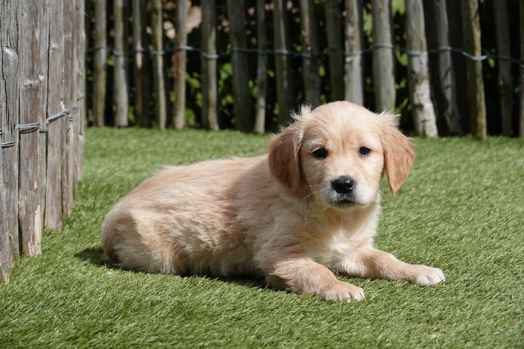 Beaux chiots Golden Retriever avec pedigree, Animaux & Accessoires, Golden retriever, Plusieurs, Hépatite contagieuse (maladie de Rubarth)