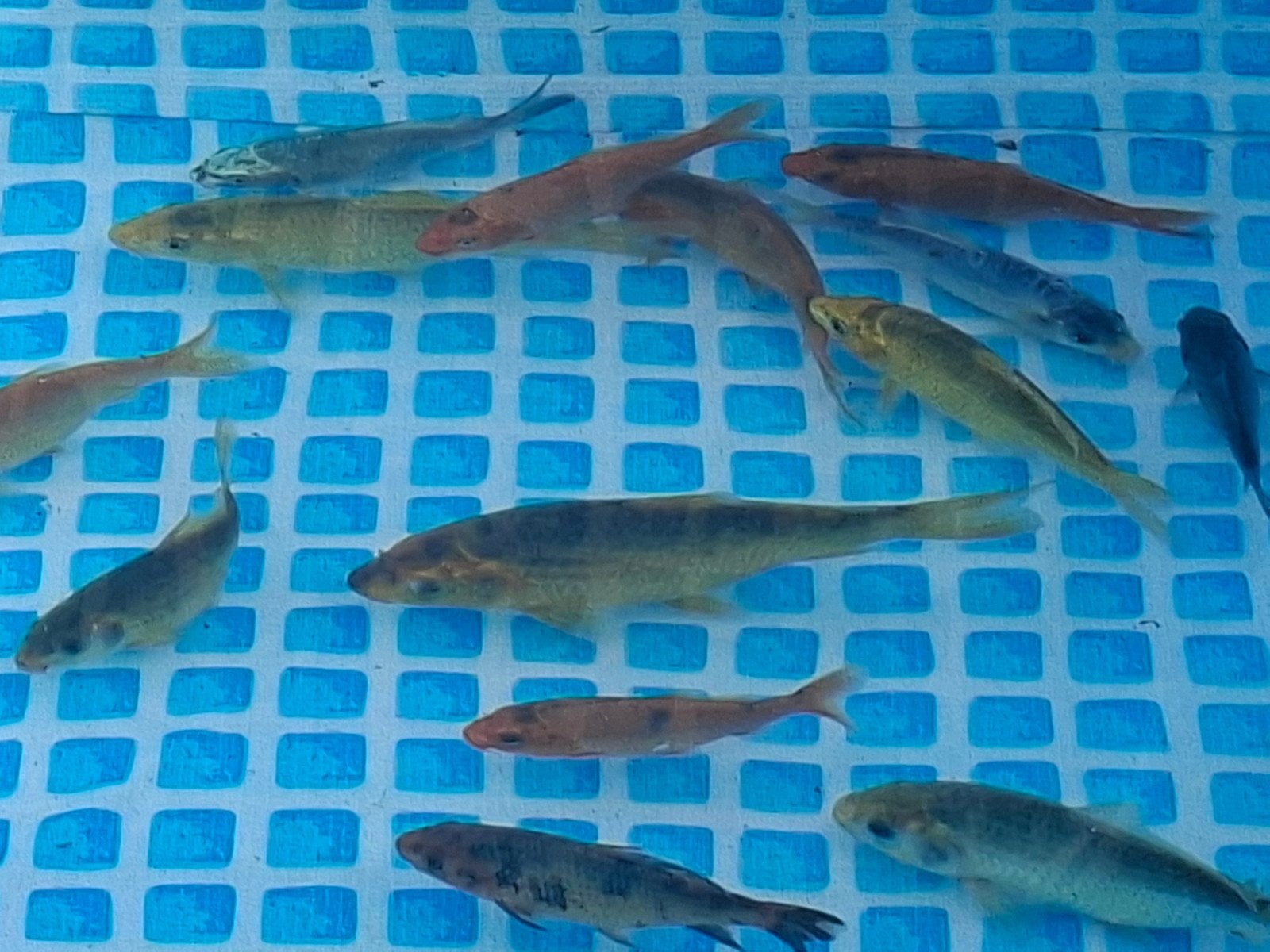 100 koi´s, Ophalen