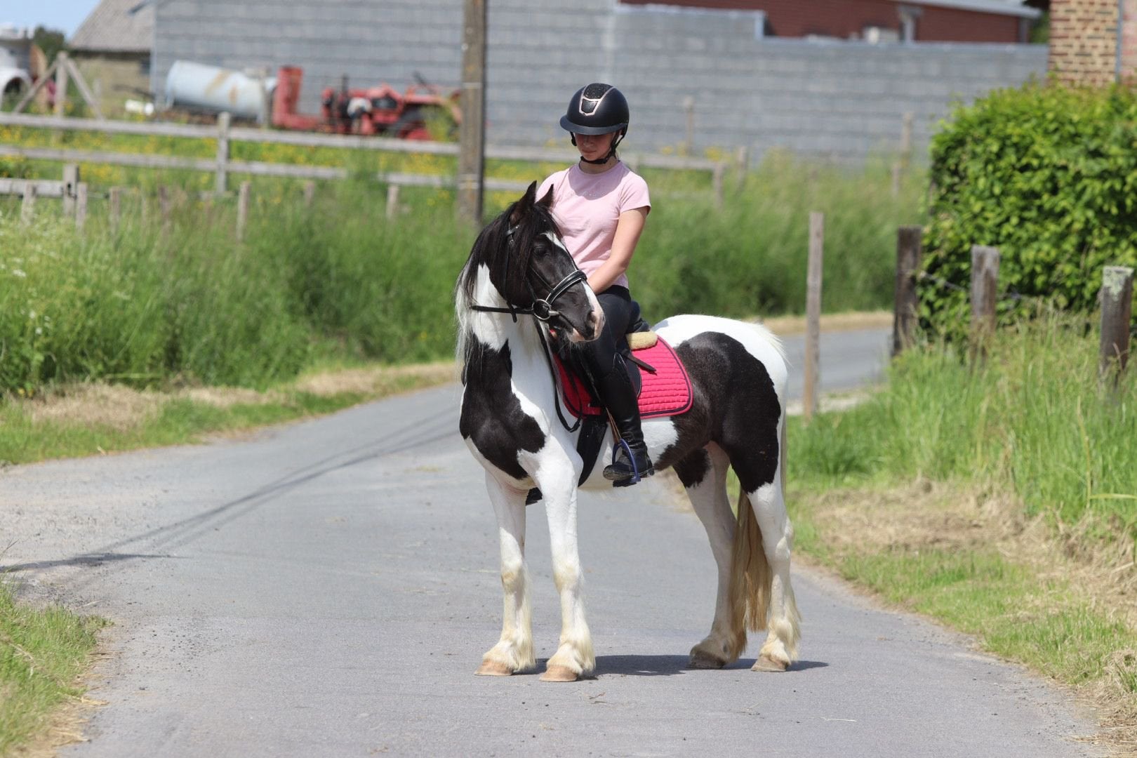 Leuke Tinker merrie, Dieren en Toebehoren, Merrie