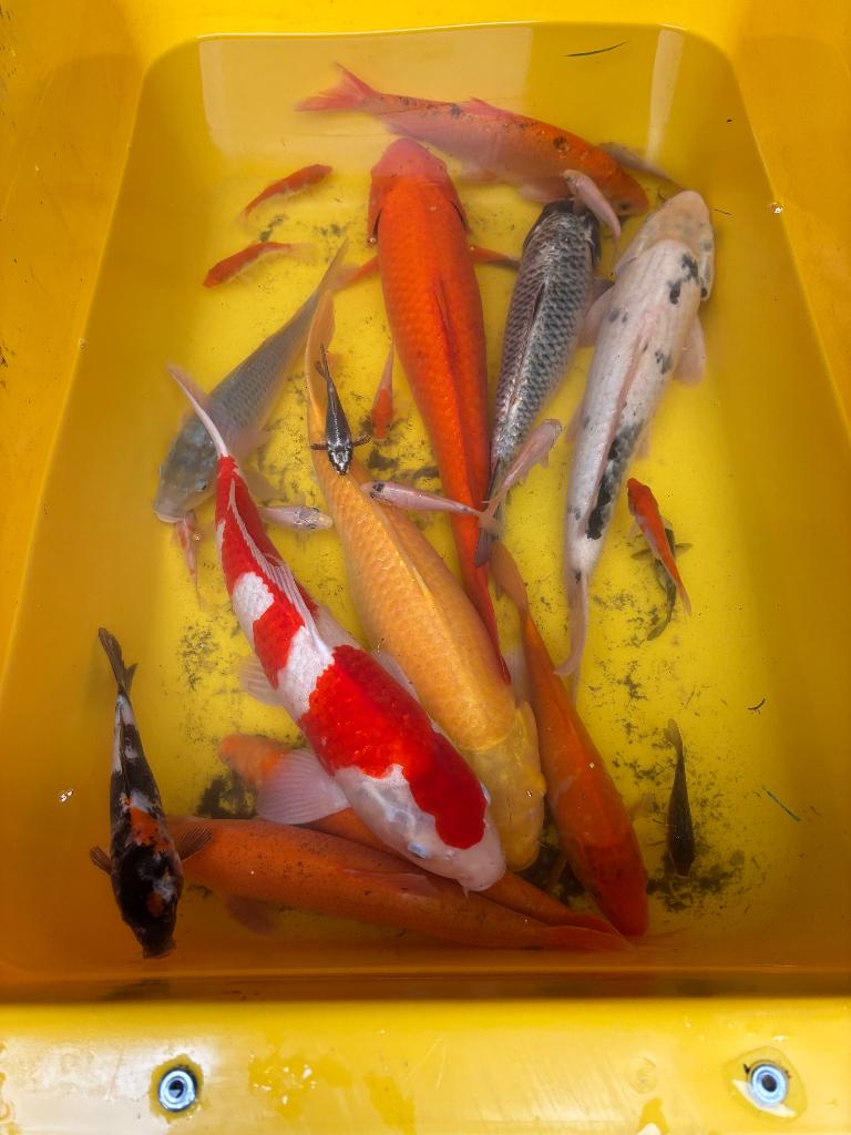 50 koi vissen, Animaux & Accessoires, Poissons | Poissons d'étang, Carpe ou Koï