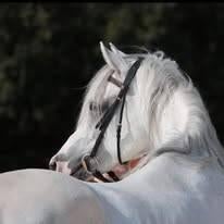 Dekhengsten: Arabische- en Engelse Volbloeden, Hengst