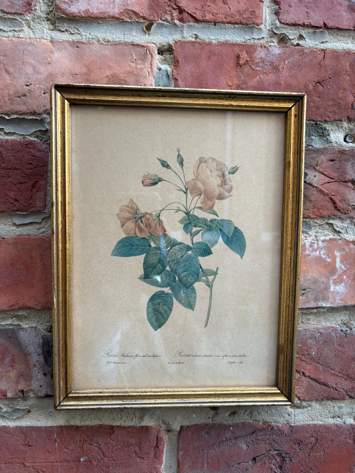 Vintage botanische prent roos, Maison & Meubles, Accessoires pour la Maison | Cadres, Enlèvement ou Envoi, Comme neuf