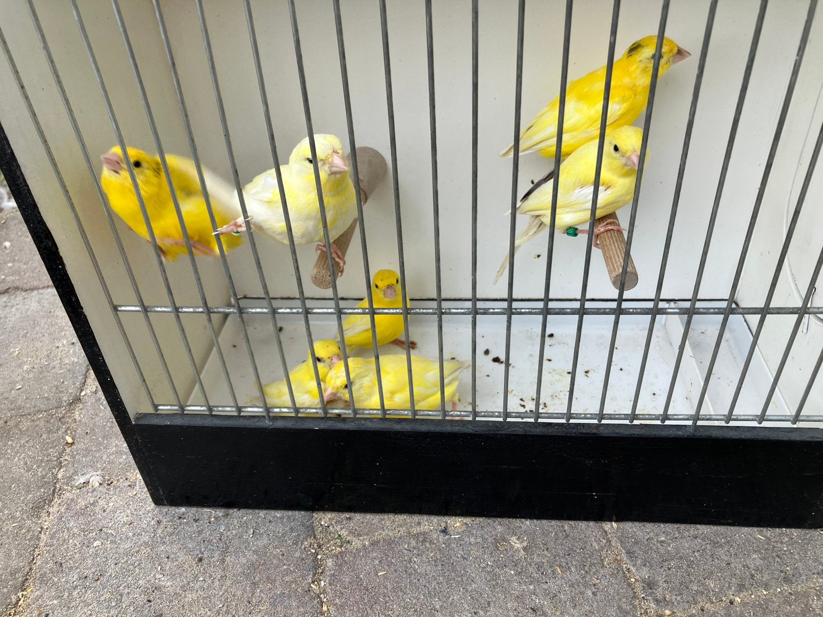7 geel bonte kanaries, Animaux & Accessoires, Oiseaux | Canaris, Plusieurs animaux, Canari de couleur