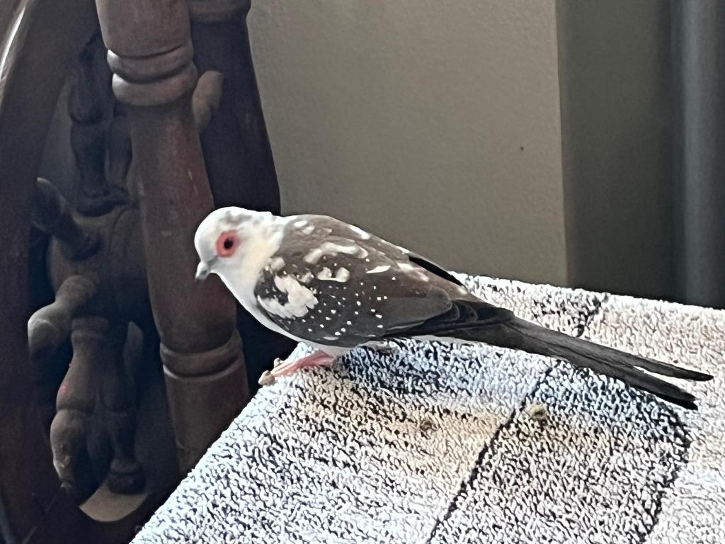 Diamantduif mannetje, Dieren en Toebehoren, Mannelijk, Overige soorten