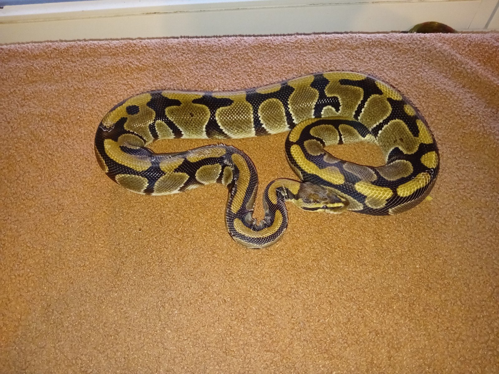 1.0 wildkleur koningspython Ball Python - male for sale from american  bully