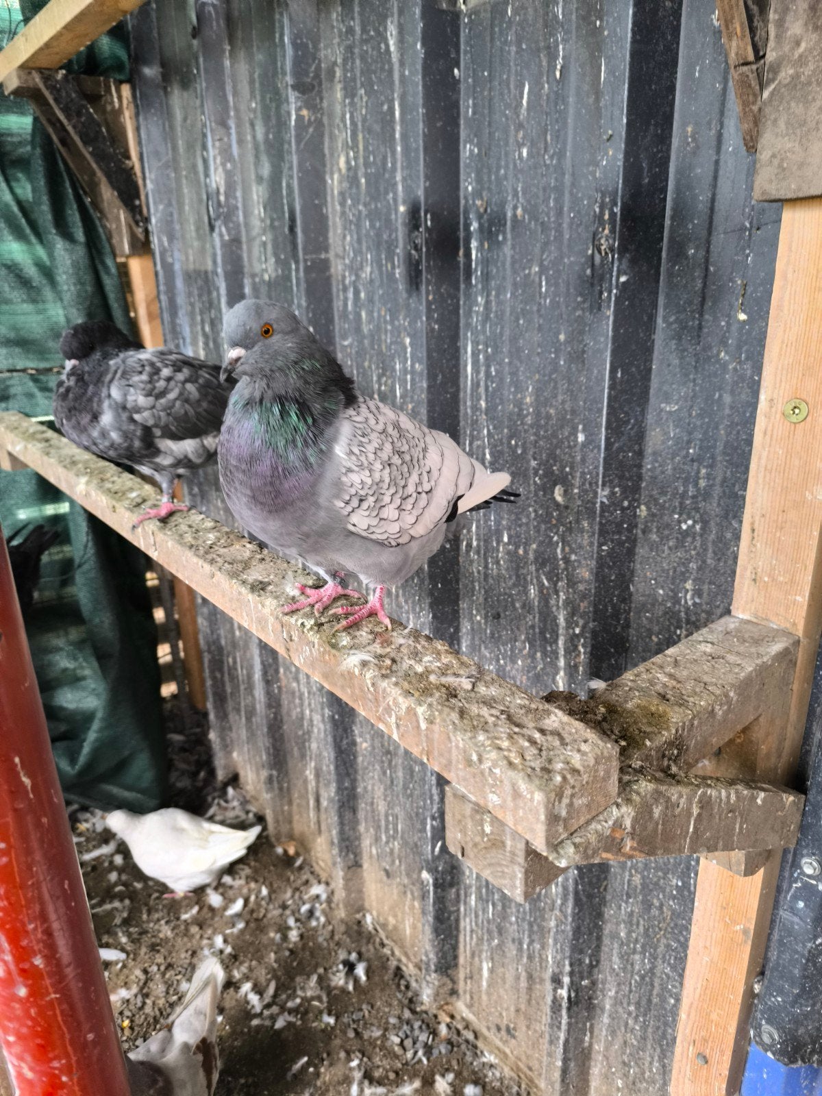 pigeon lynx de pologne, Animaux & Accessoires