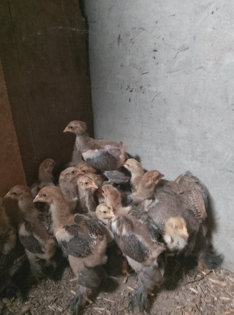 Kuikens Brahma goudpatrijs, Dieren en Toebehoren