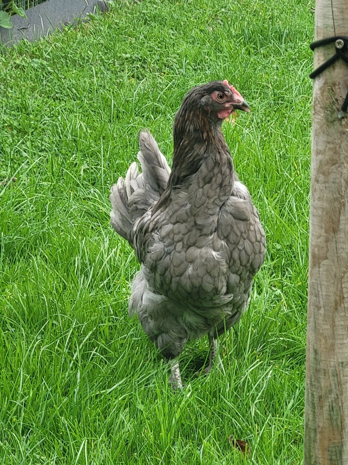 marans blauw kopernek,jonge hen 7 maanden, Dieren en Toebehoren