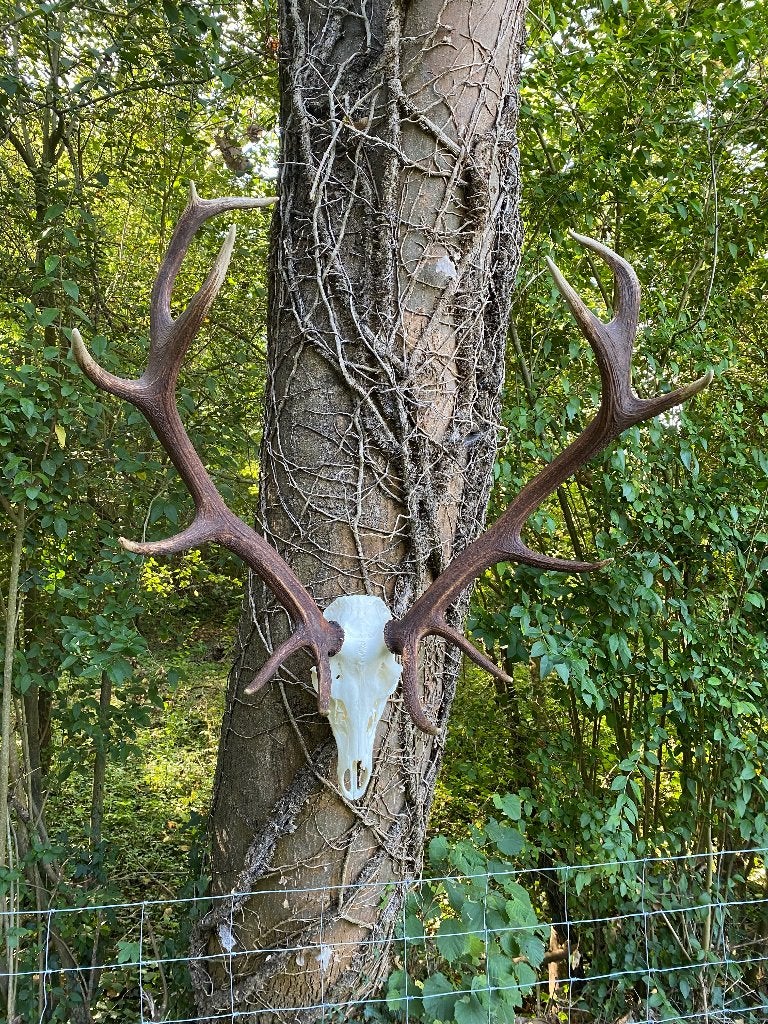Hertengewei, Ophalen, Nieuw, Hert, Gewei of Kop