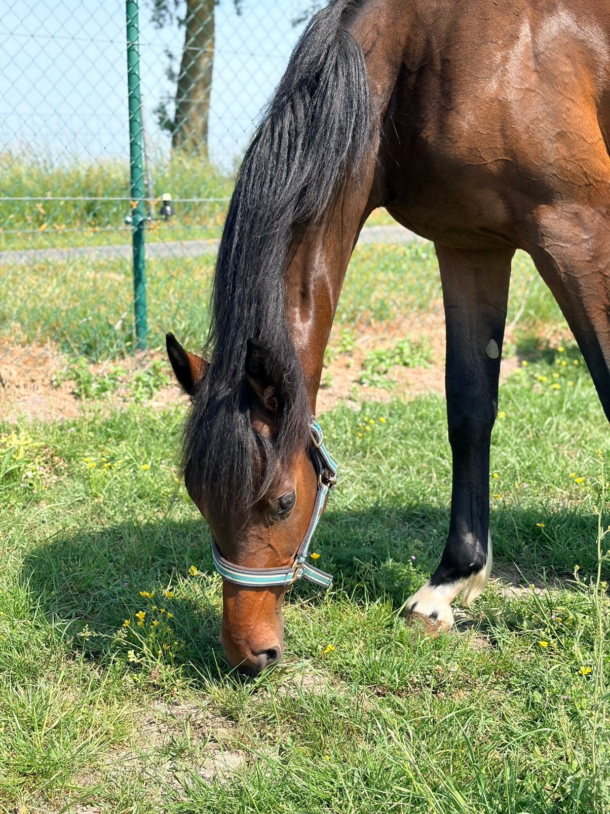 Toffe jaarling merrie bwp Toby vd Barlebuis x Crescendo, 165 à 170 cm, Avec pedigree, Ne s'applique pas, 0 à 2 ans