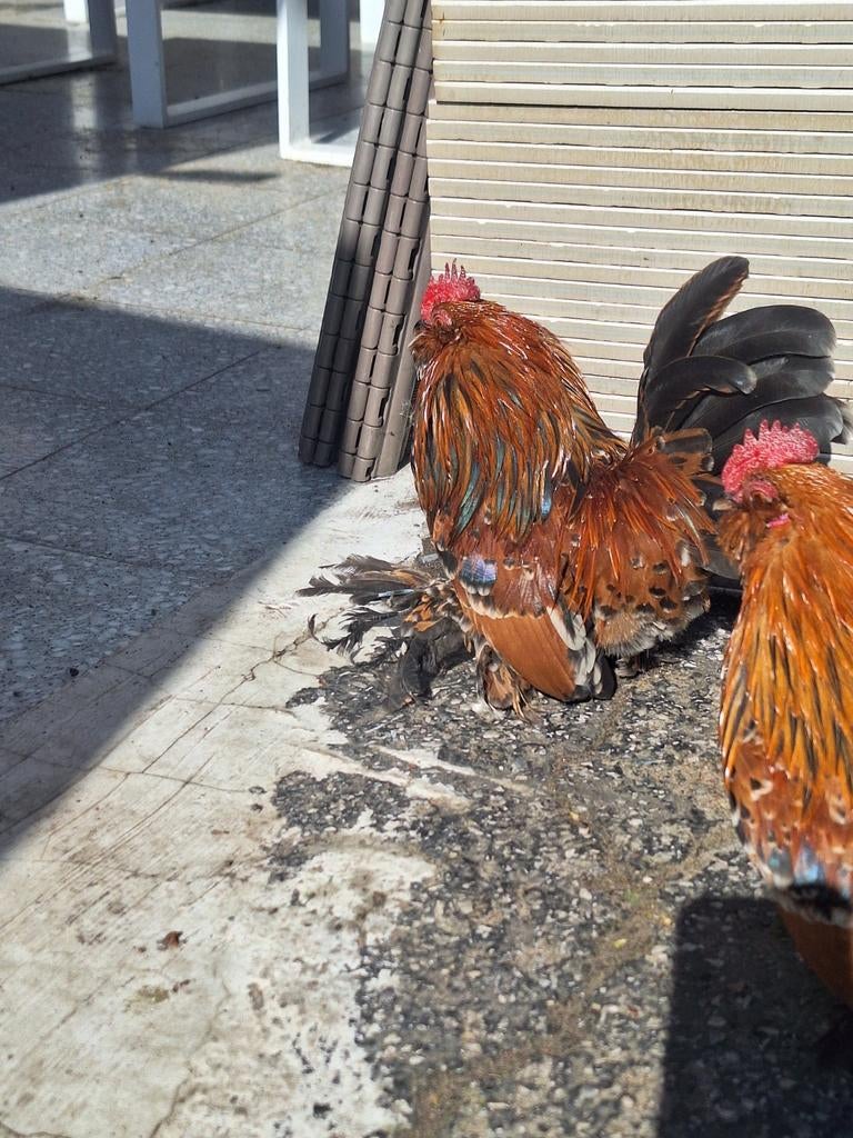 Ukkelse bardkriel, Dieren en Toebehoren, Pluimvee