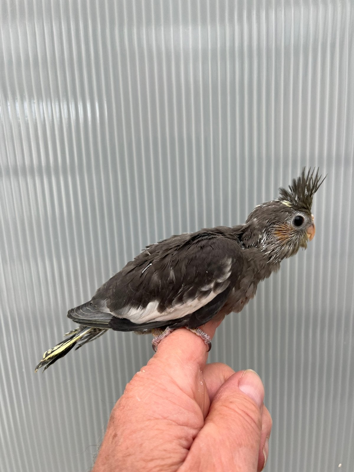 Valkparkiet, Dieren en Toebehoren, Vogels | Parkieten en Papegaaien, Geslacht onbekend, Parkiet, Tam
