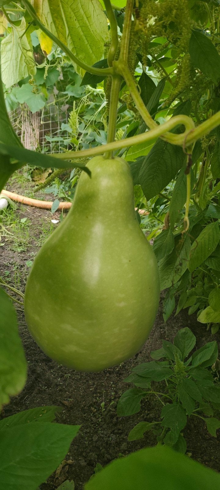Lauki, Tuin en Terras, Ophalen of Verzenden