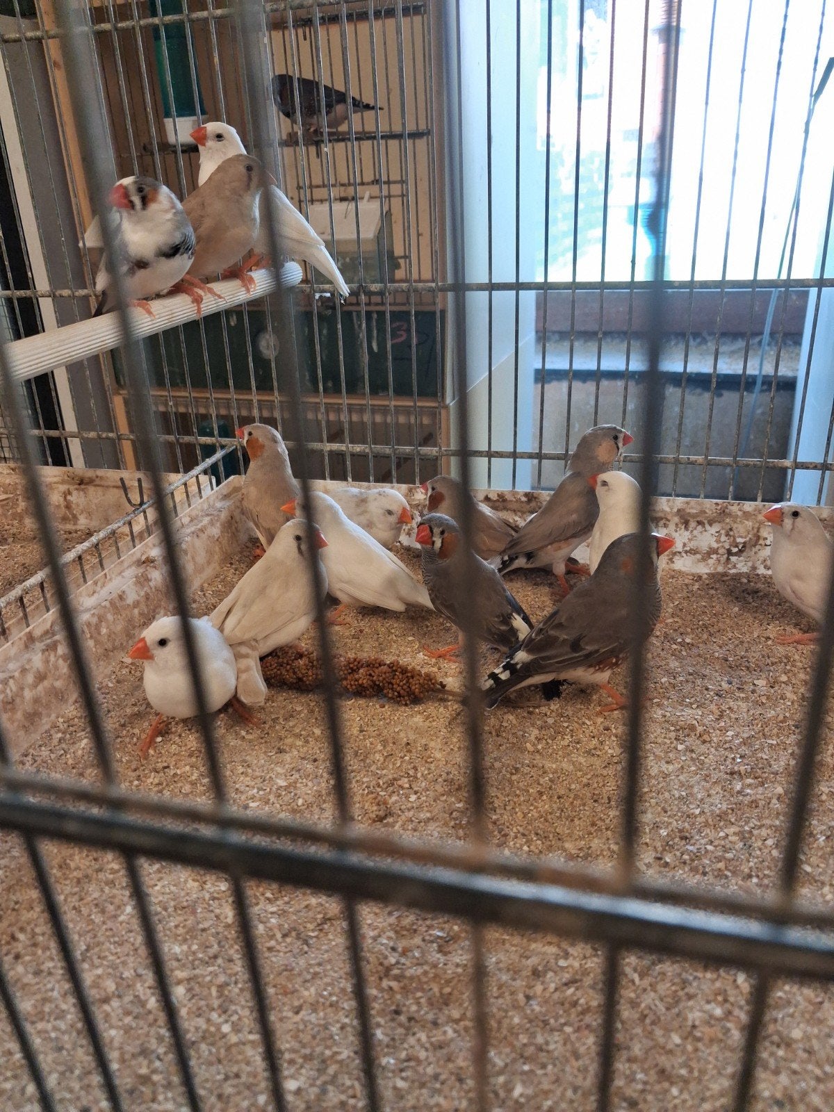 koppels zebravinken, Plusieurs animaux, Oiseau tropical