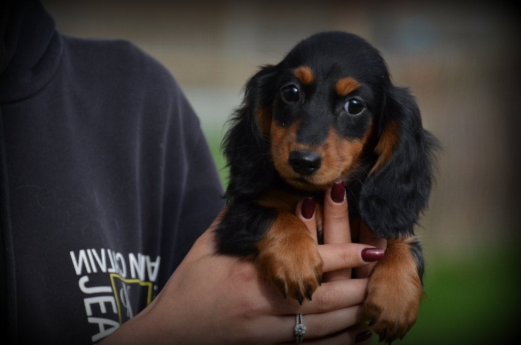 Teckel pups langhaar, Dieren en Toebehoren, België, Reu, CDV (hondenziekte), 8 tot 15 weken