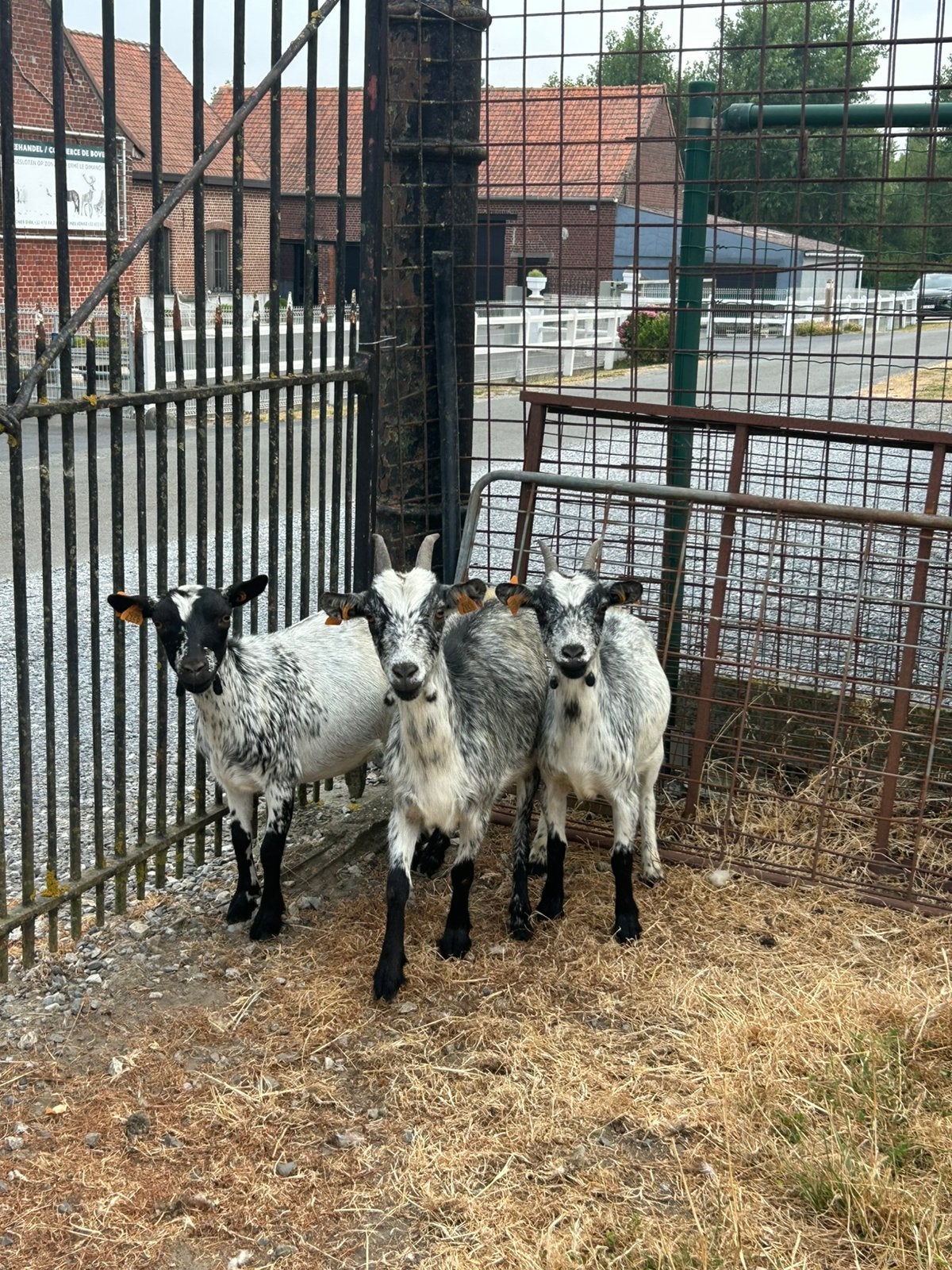 3 prachtige geiten miekes blauwschimmel, Dieren en Toebehoren, Schapen, Geiten en Varkens, Vrouwelijk, Geit