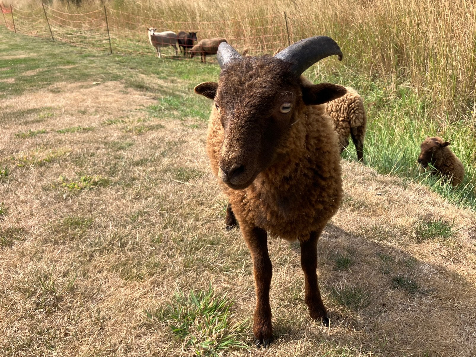 Lieve Ouessant ram lam 3 maanden oud, Animaux & Accessoires, Moutons, Chèvres & Cochons