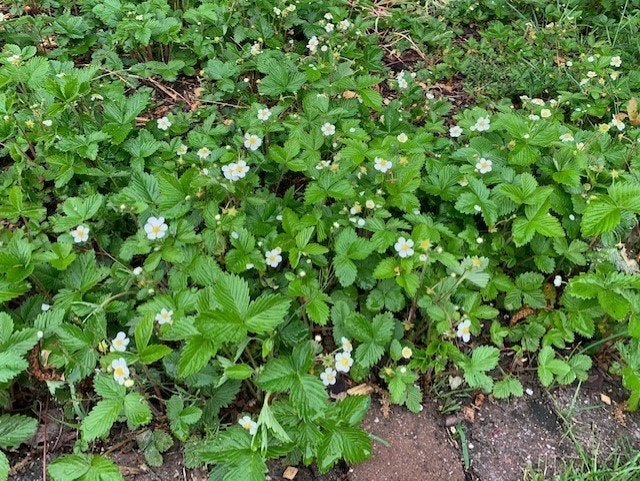 (bos) aardbei plantjes, Ophalen