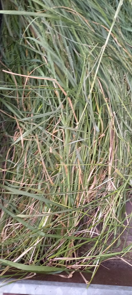 gras, Jardin & Terrasse, Plantes | Jardin, Ne fleurit pas, Plein soleil, Enlèvement, Graminées ornementales