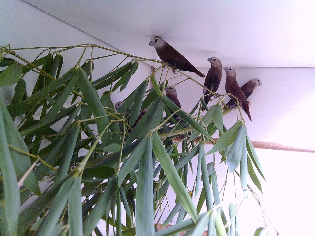 witkopnon  - lonchura maja, Mannelijk, Tropenvogel, Geringd