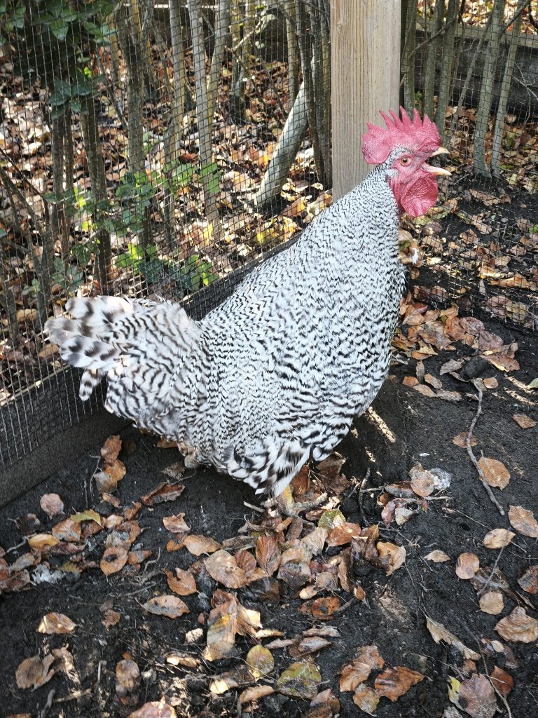 Haan, Mâle, Poule ou poulet