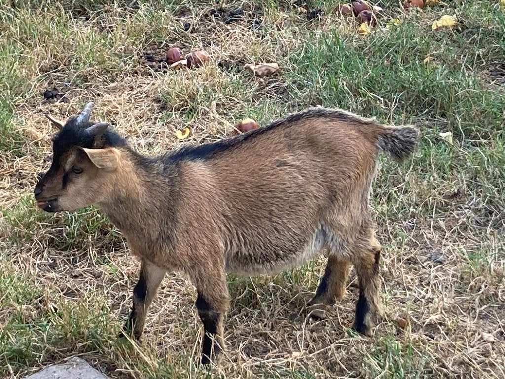 geit bokje te koop, Dieren en Toebehoren, Schapen, Geiten en Varkens, Mannelijk, Geit, 0 tot 2 jaar