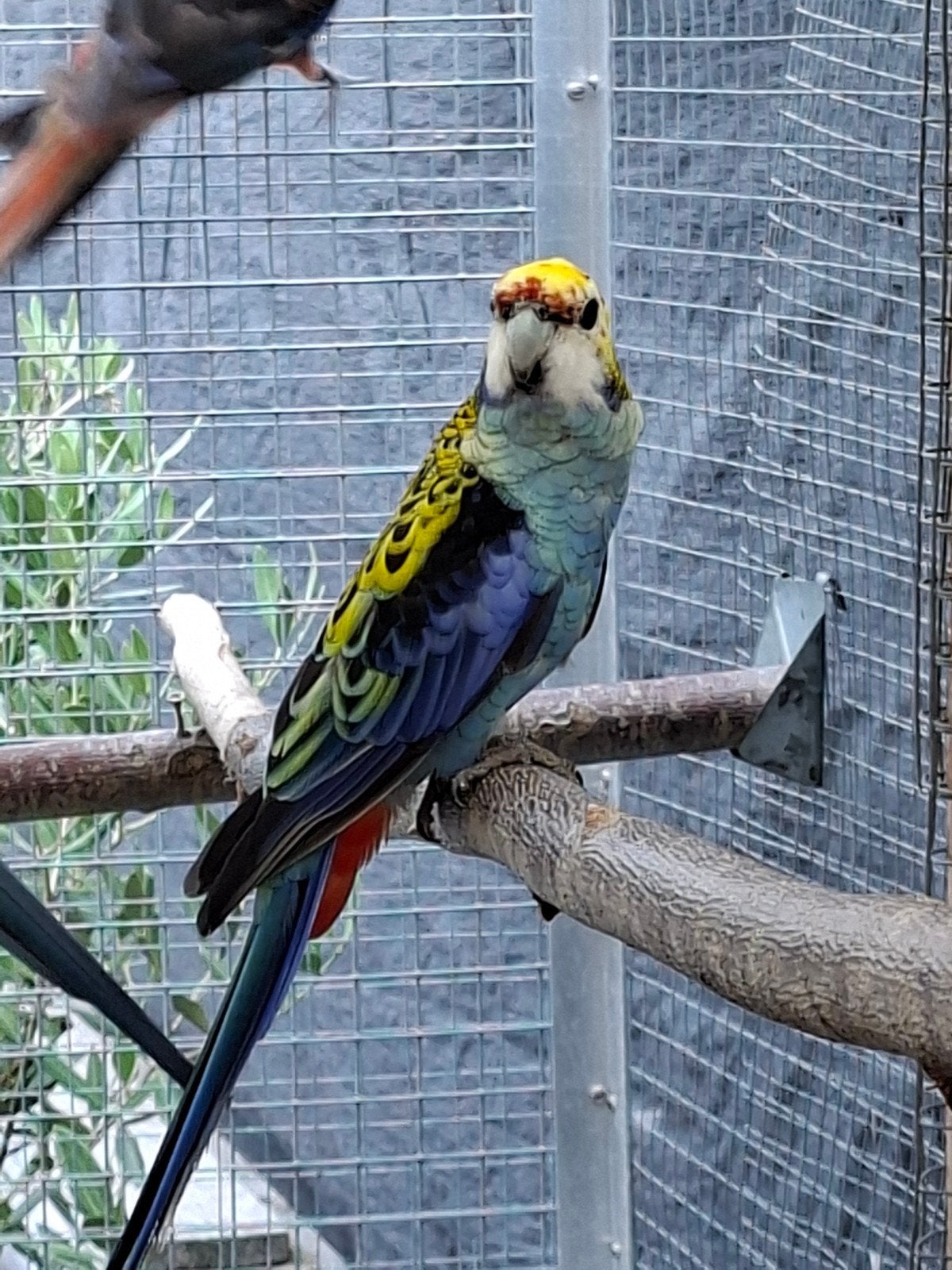 Bleekkop man