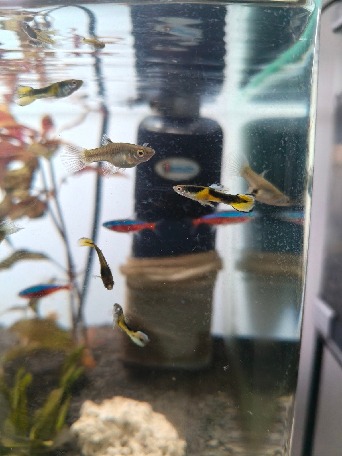 guppies, Vis, Zoetwatervis
