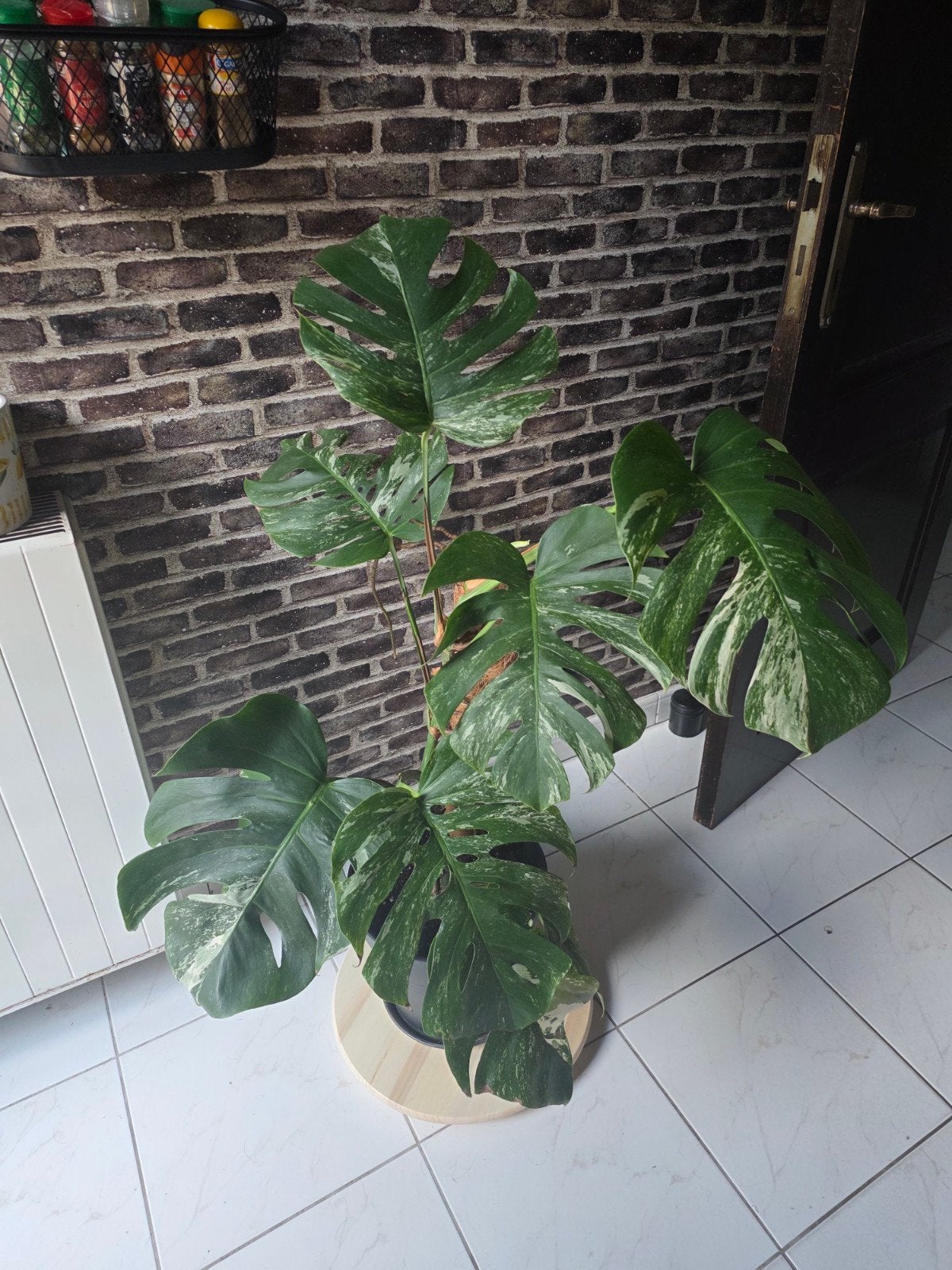 Monstera, Enlèvement