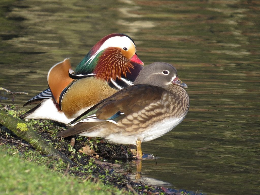 Mandarijneend, Mâle, Canard