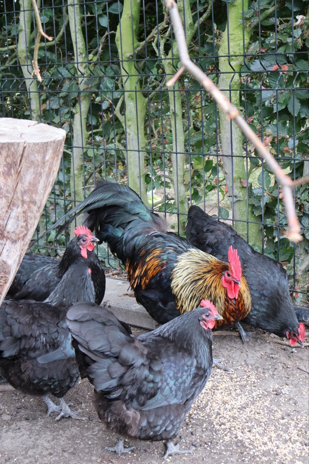 Australorp hennen + haan (08/2024), Dieren en Toebehoren, Pluimvee, Meerdere dieren, Kip