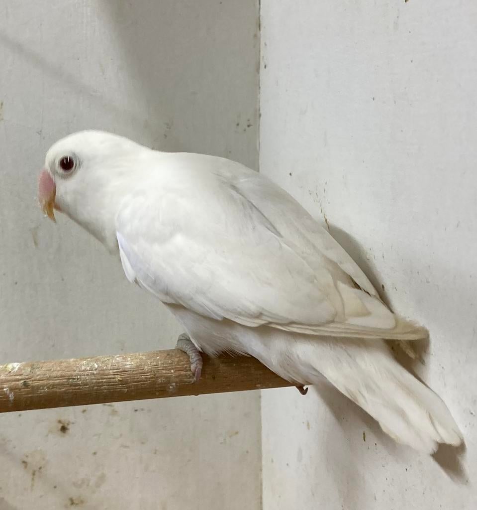 Fischerie albino roodoog MAN 2020, Mannelijk, Dwergpapegaai of Agapornis, Geringd