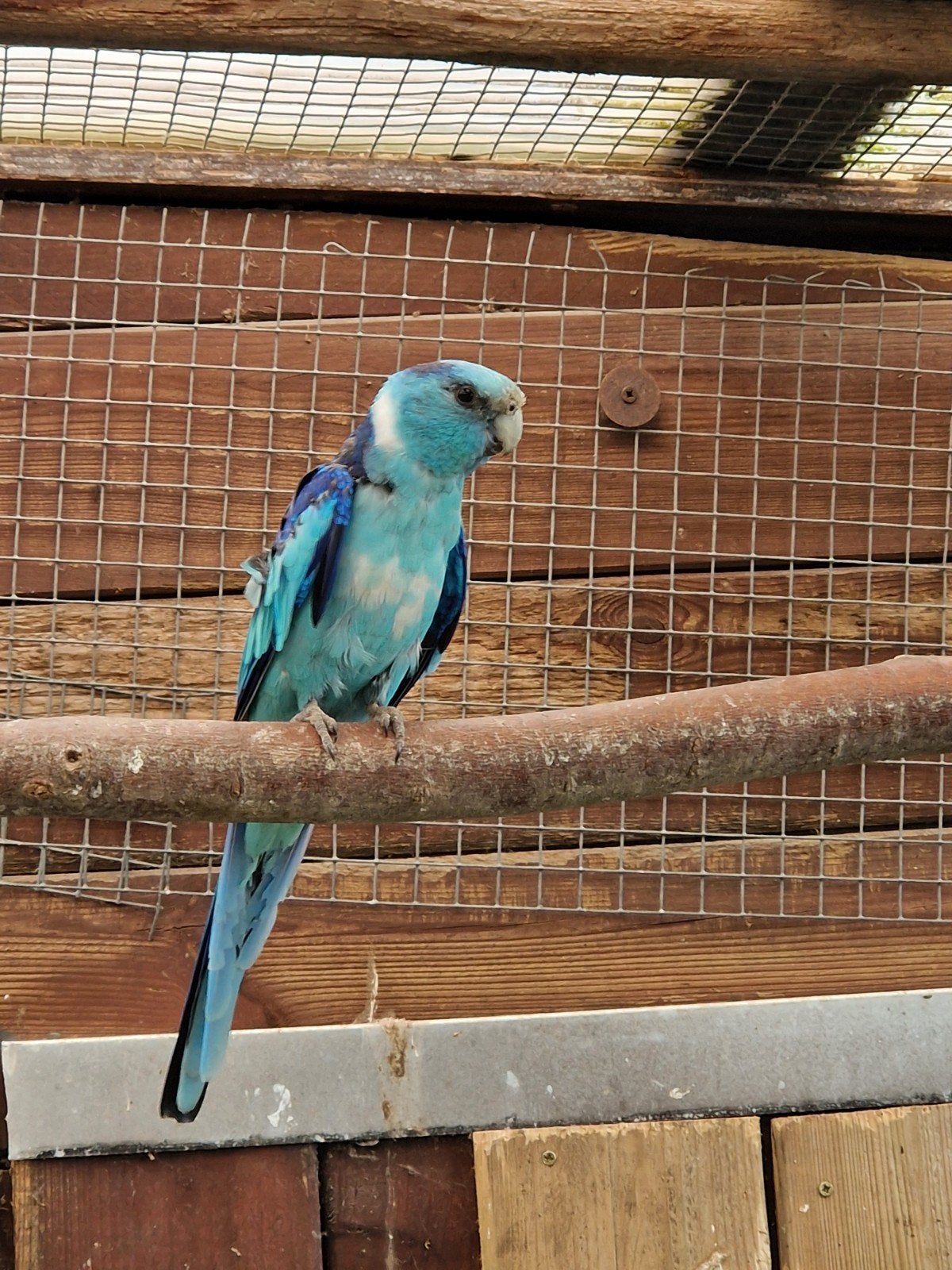 Barnard blauwe parkiet, Dieren en Toebehoren, Mannelijk, Parkiet