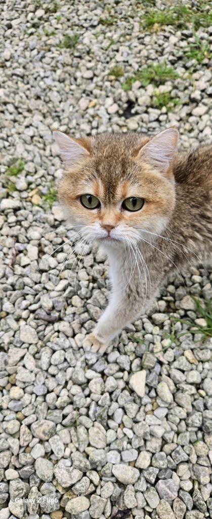 Britse korthaar kattin, Dieren en Toebehoren, Katten en Kittens | Dekkaters, 3 tot 5 jaar