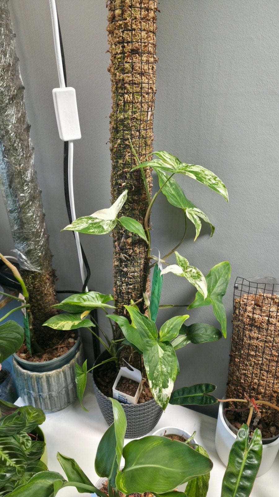 Syngonium albo/aurea, Ophalen of Verzenden
