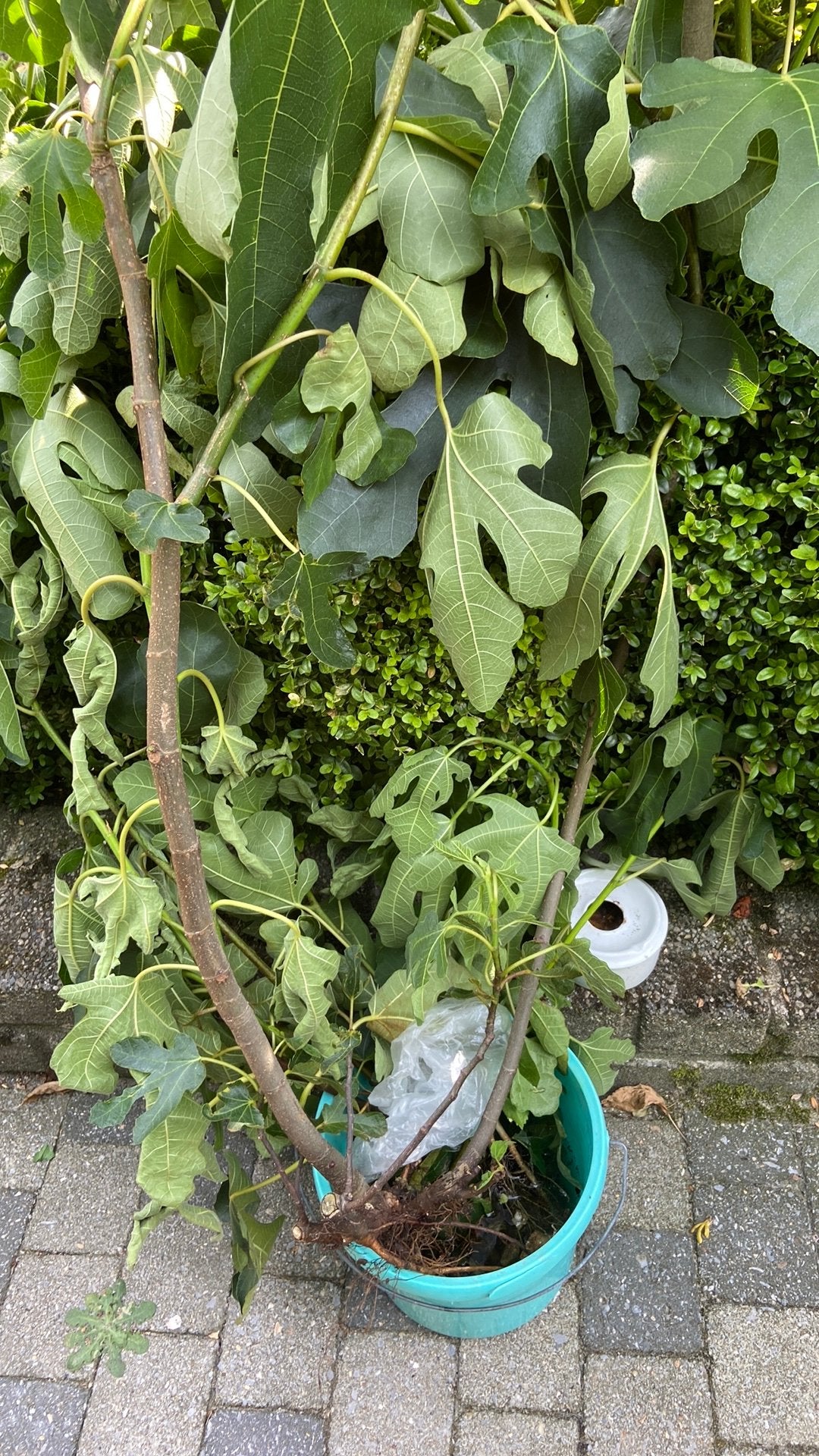 Wortelscheuten en jonge vijgenboom., Ophalen, Vijgenboom