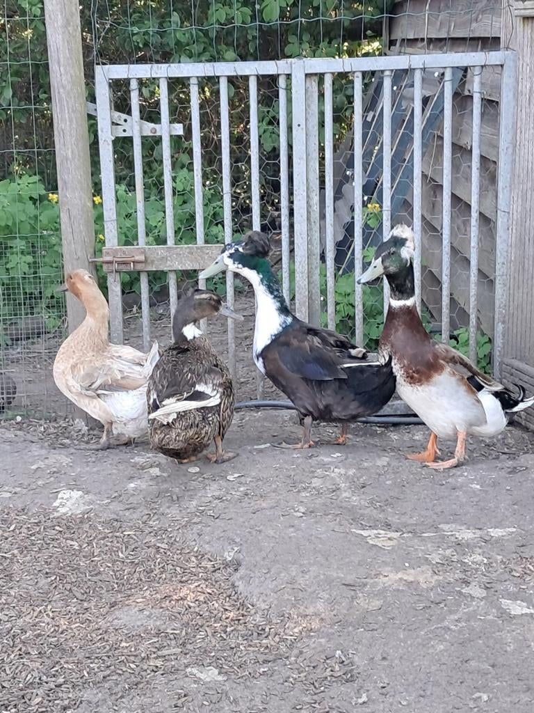 Koppels hollandse kuifeenden, Meerdere dieren, Eend