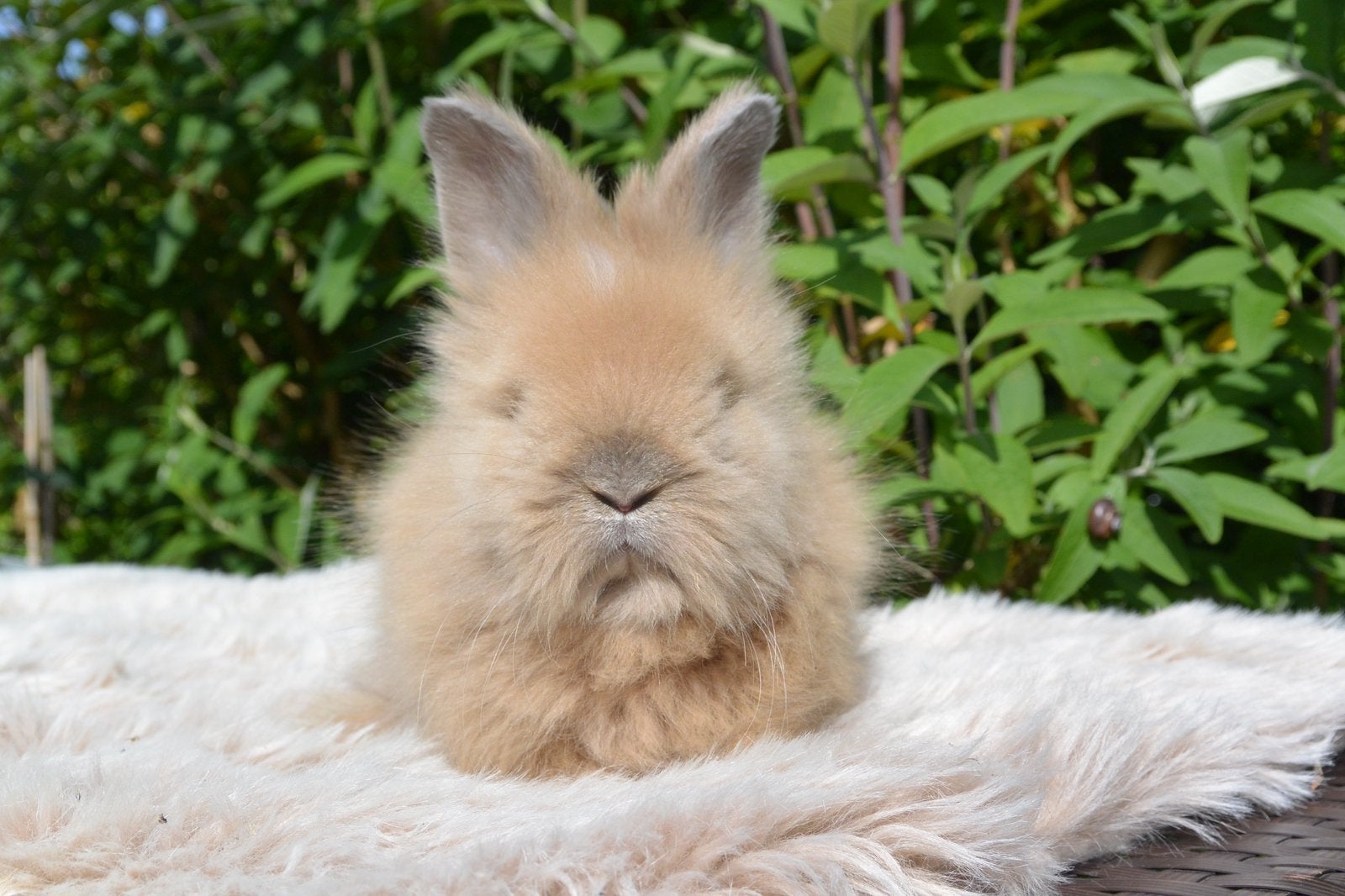 Prachtig raszuiver engels angora voedstertje, Dieren en Toebehoren, Vrouwelijk, Middelgroot, 0 tot 2 jaar