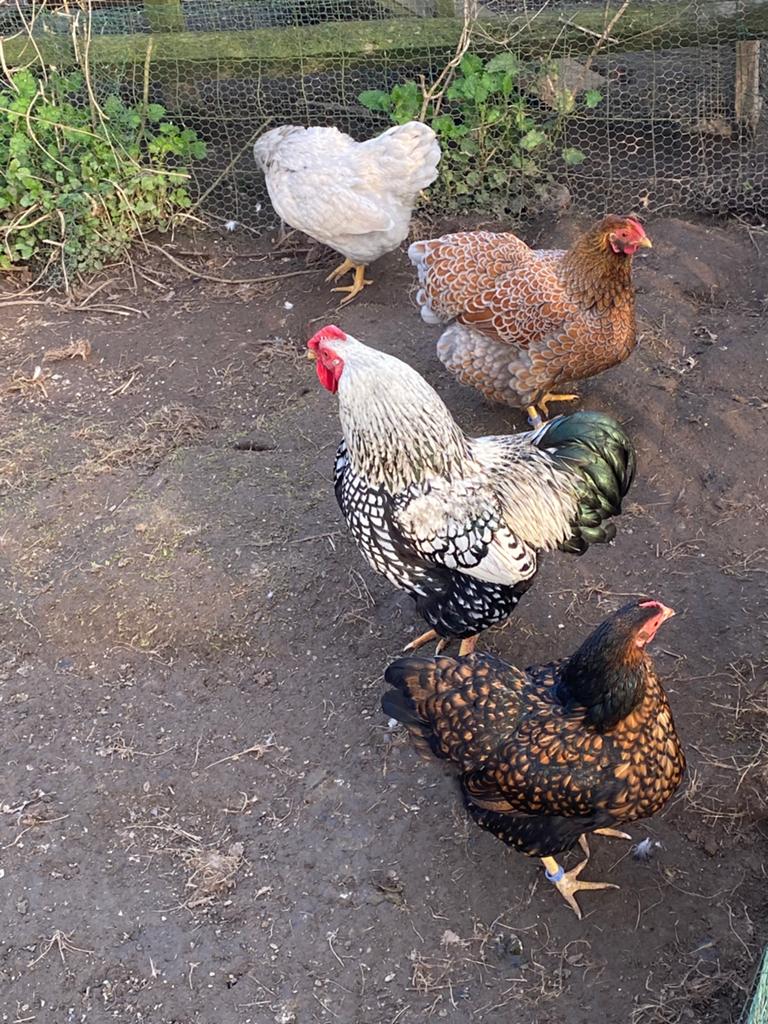 Wyandotte kriel broedeieren, Dieren en Toebehoren, Pluimvee, Kip, Geslacht onbekend