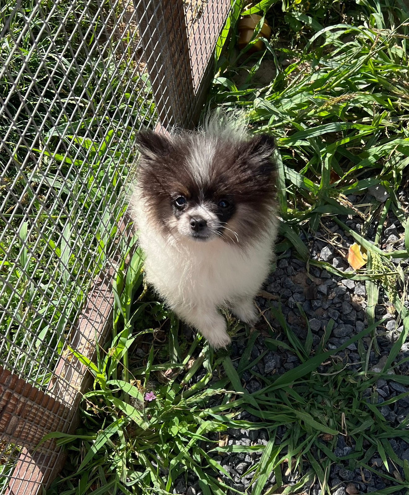 Pommeriaan reutje, 4 maanden, 15 semaines à 1 an, Chien (mâle), Maladie de Carré (chiens), Autres races
