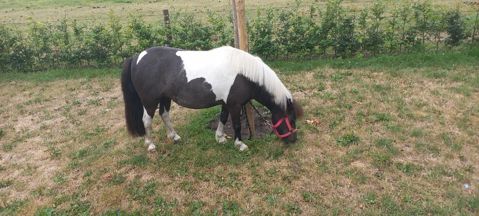 JUMENT FALABELLA., Animaux & Accessoires, Poneys, Jument