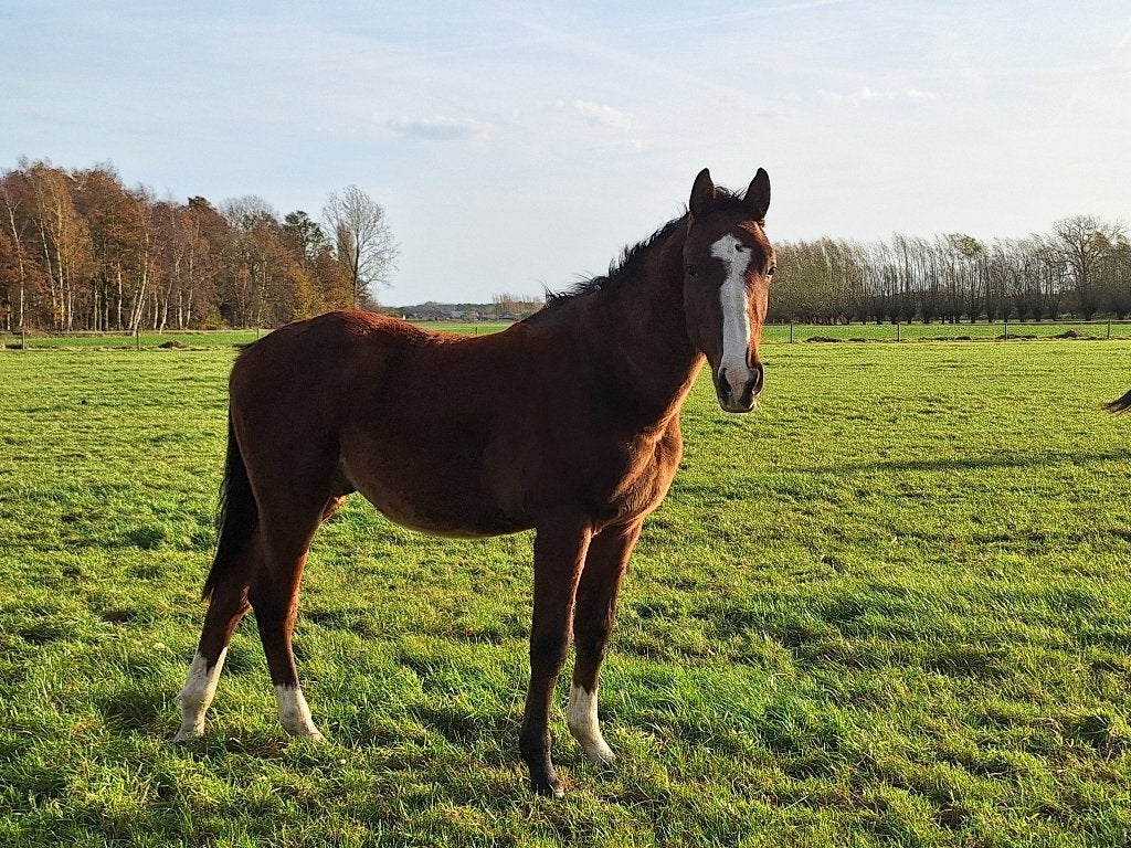 3 jarige BWP ruin, Dieren en Toebehoren, Paarden, Springpaard, Ruin, 0 tot 2 jaar, Onbeleerd