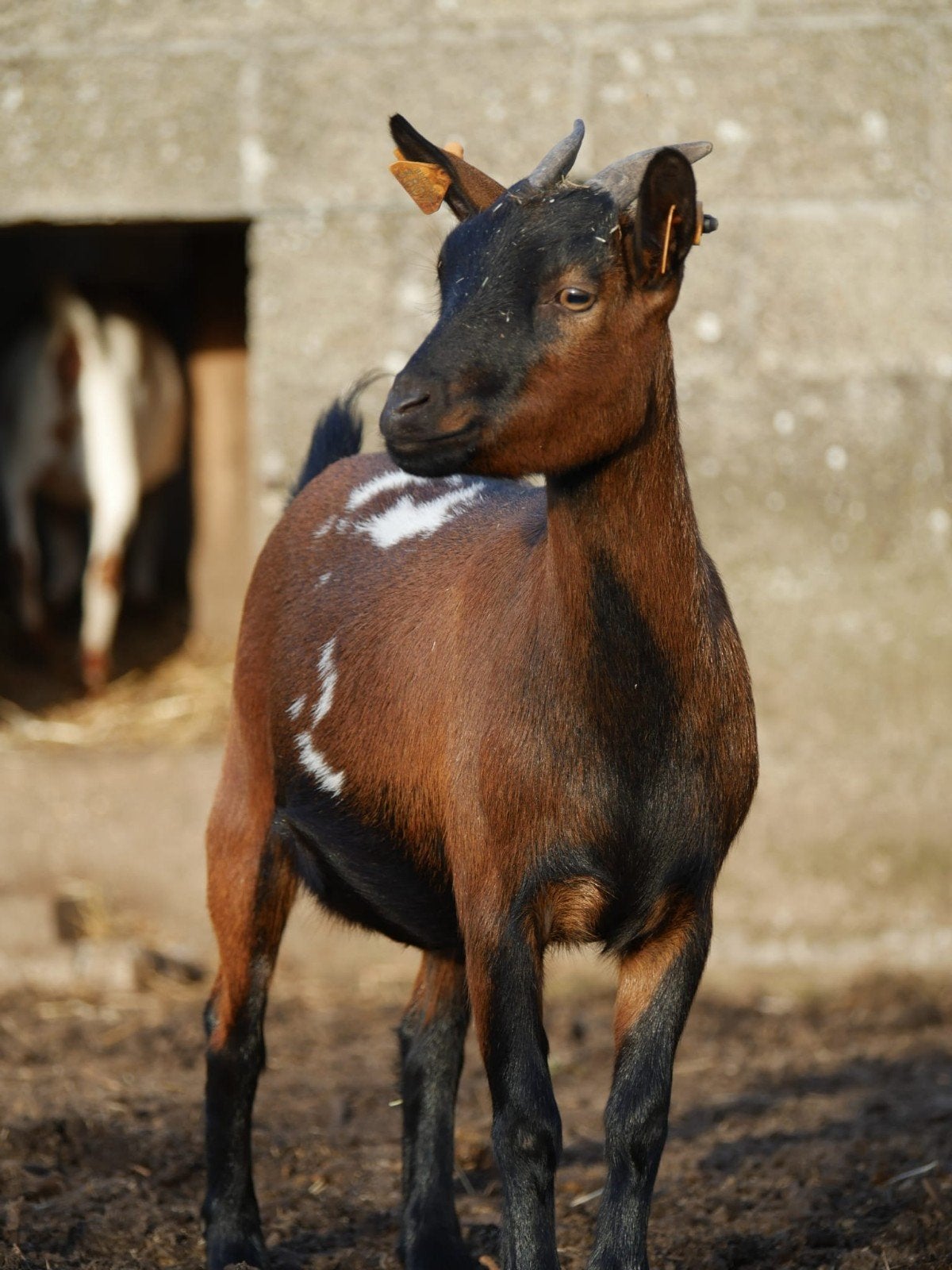 2 mooie miekes