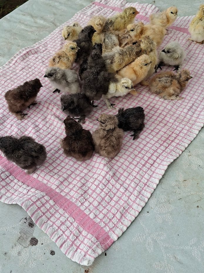 dag kuikens van USA zijdehoen, Dieren en Toebehoren, Pluimvee, Kip, Geslacht onbekend