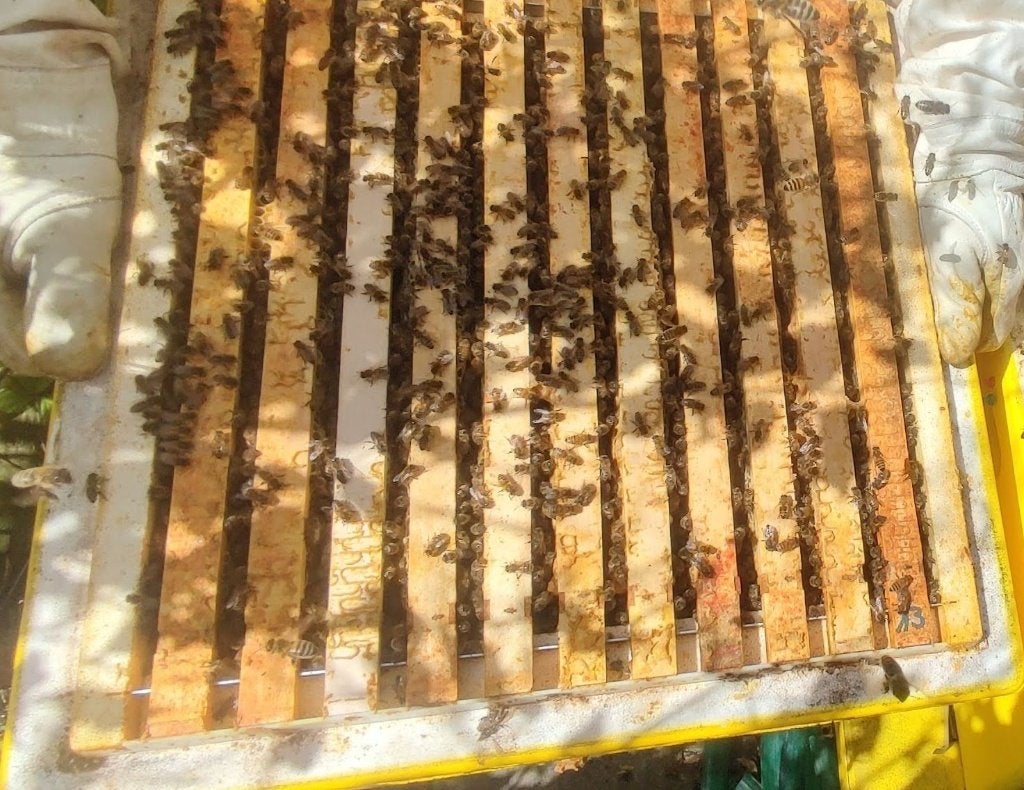 Colonie d'abeilles Carnica Simplex, reine 2026 — 11 fenêtres, Animaux & Accessoires, Insectes & Araignées, Abeilles