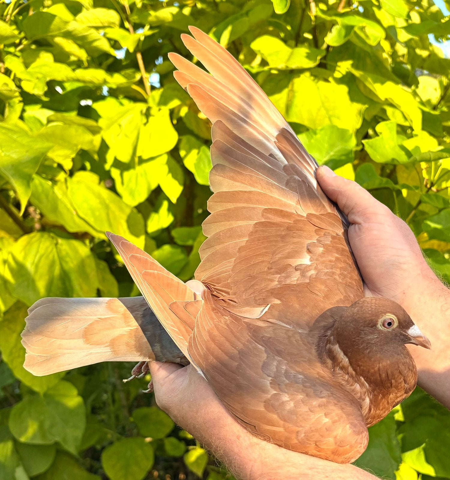 4 jonge choco duiven, Dieren en Toebehoren, Vogels | Duiven, Meerdere dieren, Postduif