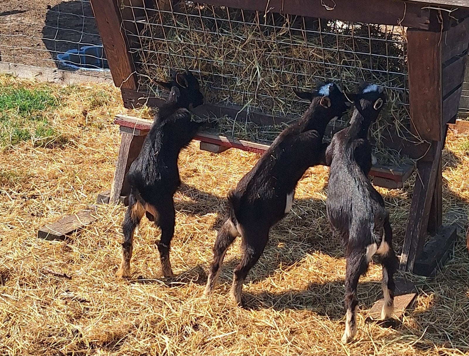 Drieling bokjes geboortedatum 28/04/26, Mâle, Chèvre, 0 à 2 ans