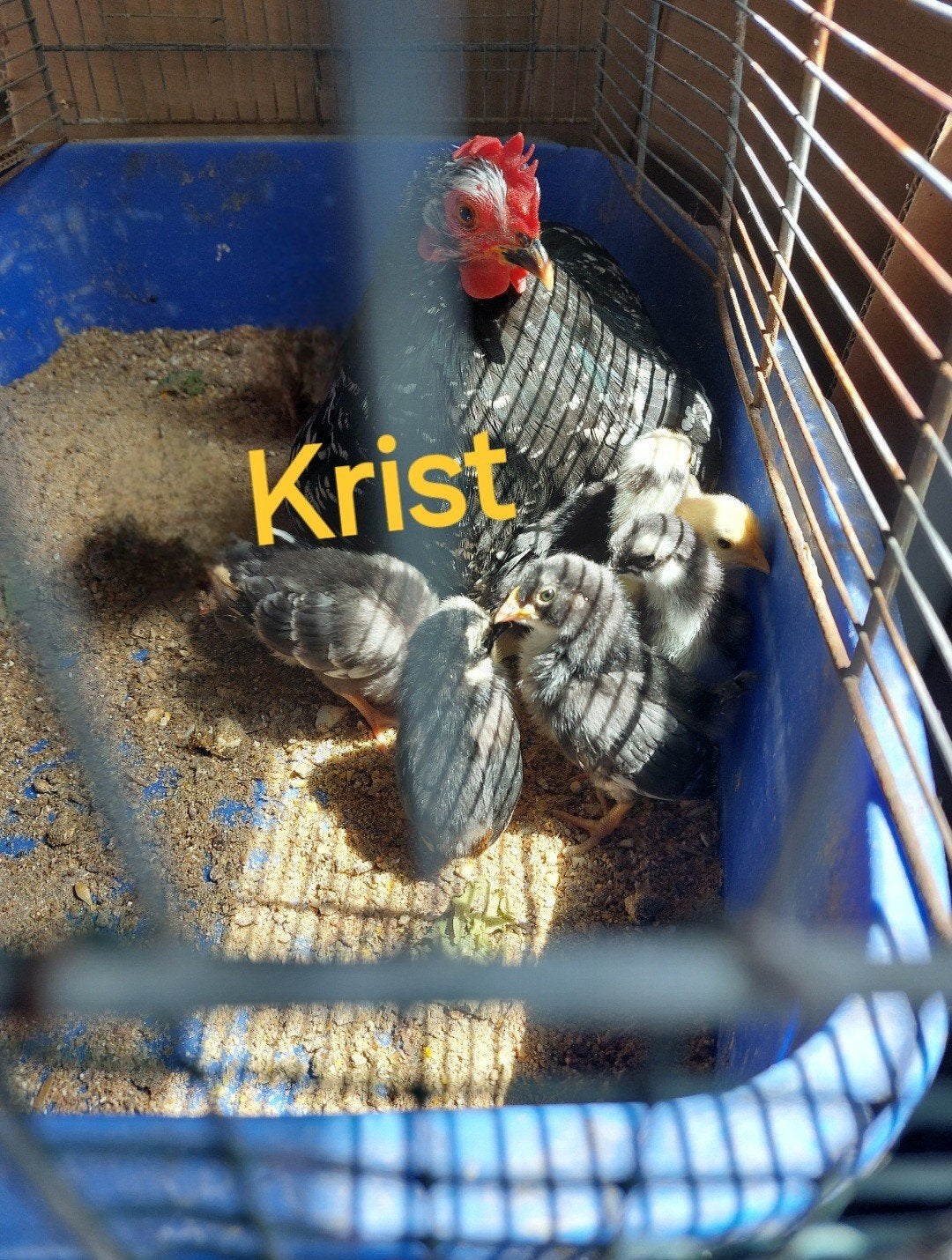 Chabo kriel kuikens, jonge dieren van verschillende leeftijd, Dieren en Toebehoren