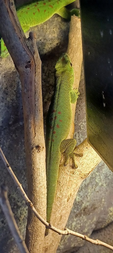 Phelsuma madagascariensis, Animaux & Accessoires, Reptiles & Amphibiens, Lézard, 0 à 2 ans