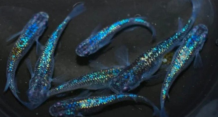 Lac Medaka Sapphire, Animaux & Accessoires, Poissons | Poissons d'aquarium, Poisson, Poisson d'eau douce, Banc de poissons